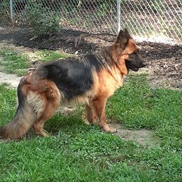 Scarlett - German Shepherd
