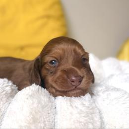 Adams - Chocolate and tan male Dachshund puppy in Austin, Texas from Duchess Daphne's Doxie Empire