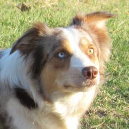 Border Collies from Our Gang BorderCollies