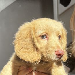 Dachshund Puppies from M & L Doxies