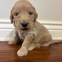 Boy 1 - Cream male Goldendoodle puppy in Mattawan, Michigan from Doodifuldoods