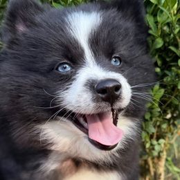 Nebula - Black and white female Pomsky puppy in Ravena, New York from Osiris’s Siberians & Pomskies