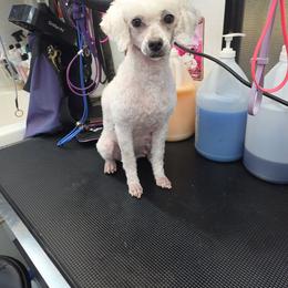 Mocha - Poodle