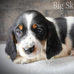 Girl 2 - Black white and tan female English Springer Spaniel puppy in Great Falls, Montana from Big Sky Springers