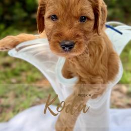 Goldendoodle Puppies from Ruby Pupper Doodles