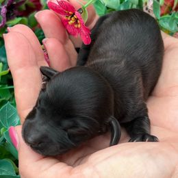 Laurette - Black female Dachshund puppy in Payette, Idaho from NT Mini Doxies