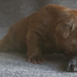 Labrador Retriever Puppies from Barefoot Labradors