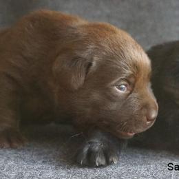 Labrador Retriever Puppies from Barefoot Labradors