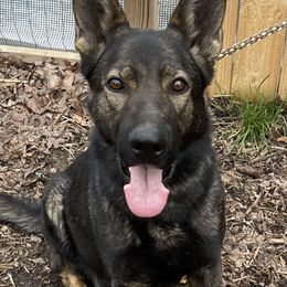 Riot - German Shepherd