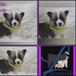 Purple Female - White and red female Pembroke Welsh Corgi puppy in Wayne City, Illinois from Lash Livestock & Corgis
