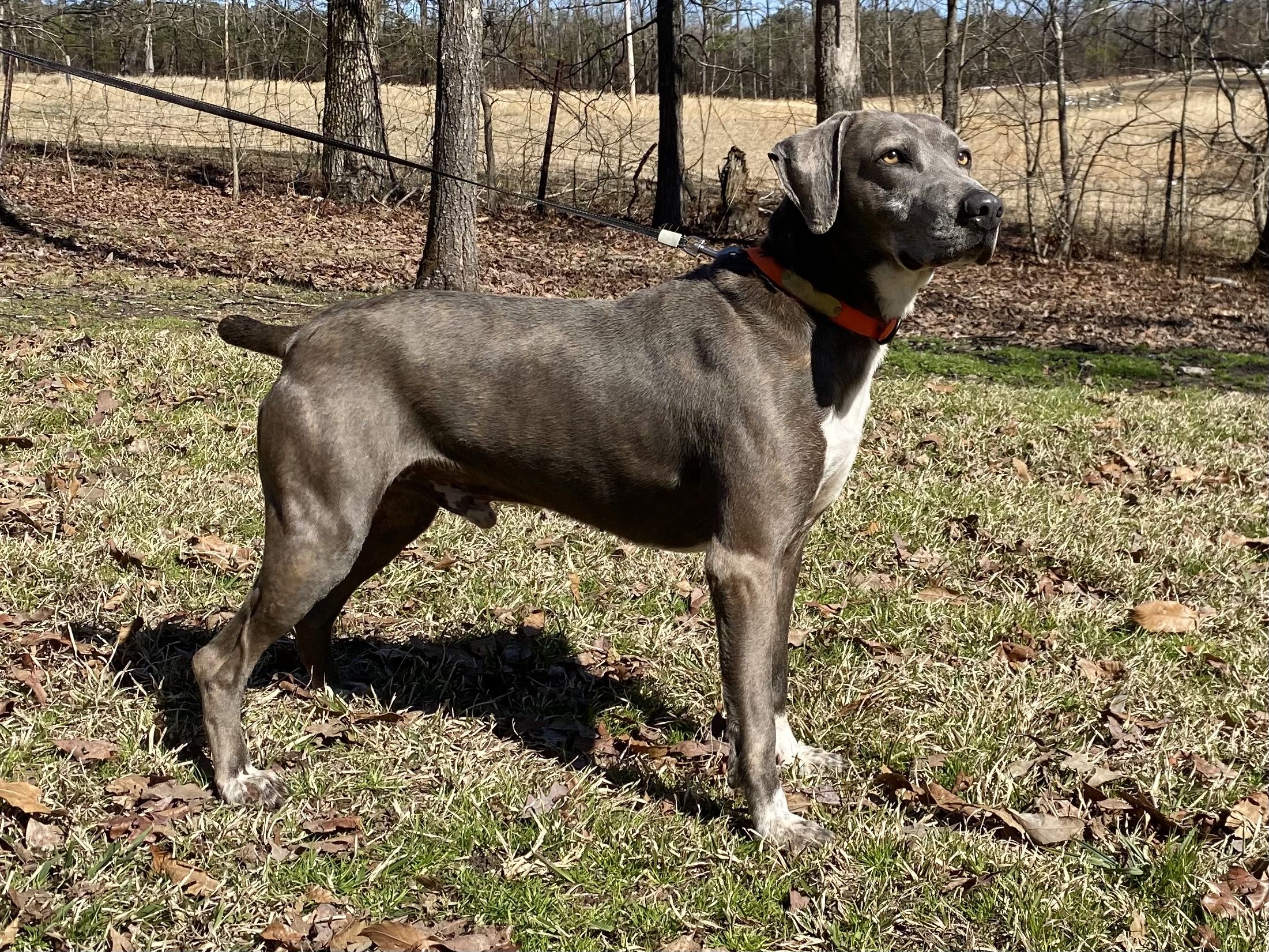 Lost Forty Kennels in Arkansas Mountain Cur puppies Good Dog