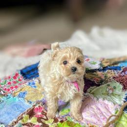 Shirlie - Cream female Maltipoo puppy in Utica, Ohio from Poodle Me Crazy