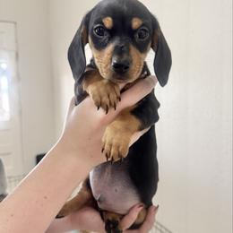 Milo - Black and cream male Dachshund puppy in Ackerly, Texas from Silver Dach Farms