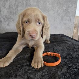 Red Collar - Gray male Weimaraner puppy in Catoosa County, Georgia from Kaleidoscope Weims