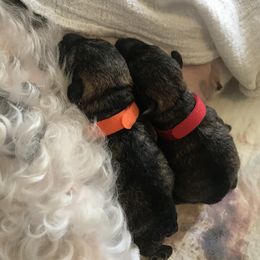 Goldendoodle, Schnoodle, and Sheepadoodle Puppies from Dood Ranch