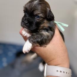 Mint Collar (Bowser) - Gold sable male Havanese puppy in Silverton, Oregon from PNW Havanese