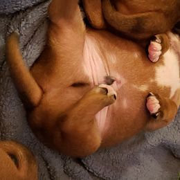 Bull Terrier and Staffordshire Bull Terrier Puppies from Courstaff Staffords