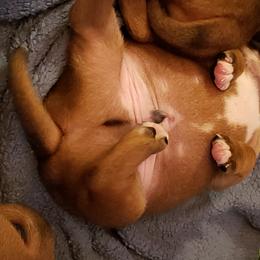 Bull Terrier and Staffordshire Bull Terrier Puppies from Courstaff Staffords