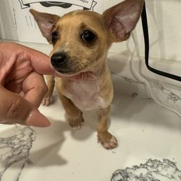 Mini Mrs diamond 2999 black Friday special - Cream and white female Chihuahua puppy in Las Vegas, Nevada from Quality Poms Chihuahua Yorkies of Las vegas