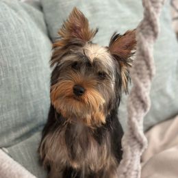 Max - Black and tan Yorkshire Terrier puppy in Livermore, California from Ruben & Tatiana’s Yorkshire Terriers