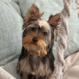 Max - Black and tan Yorkshire Terrier puppy in Livermore, California from Ruben & Tatiana’s Yorkshire Terriers