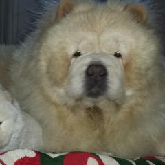 Chow Chow All Grown Up from Twilight Chows