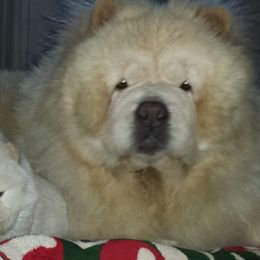 Chow Chow All Grown Up from Twilight Chows