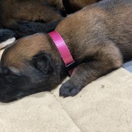 Belgian Malinois and German Shepherd Puppies from Madhouse’s Belgian Malinois and German Shepherds