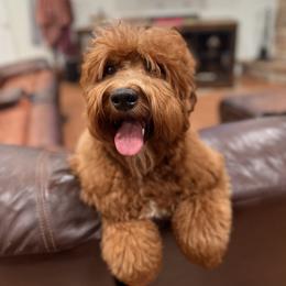 Sonni - Bernedoodle