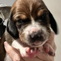 Dark green collar - Mahogany and white male Basset Hound puppy in Huntsville, Texas from Lil Bratz Bassets