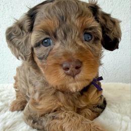 Joy - Chocolate merle female Bernedoodle puppy in Concord, California from Golden State Good Dogs