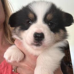 Tri Male - Black and tan male Pembroke Welsh Corgi puppy in New Auburn, Wisconsin from Cordell Corgis
