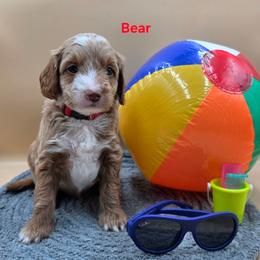 Bear - Apricot male Goldendoodle puppy in Summerville, South Carolina from Channys Doodles