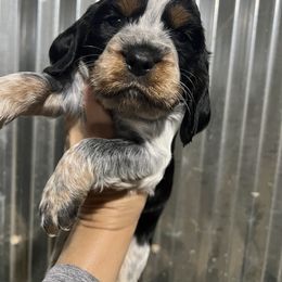 Red collar tri black ROAN - Black white and tan male English Springer Spaniel puppy in Jamestown, Kentucky from Waterworks Springers