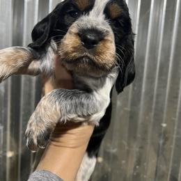 Red collar tri black ROAN - Black white and tan male English Springer Spaniel puppy in Jamestown, Kentucky from Waterworks Springers