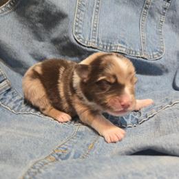 Bootcut - Red merle male Australian Shepherd puppy in Bumpass, Virginia from Glitterati Australian Shepherds
