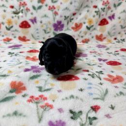 Venus - Black female Dachshund puppy in Nampa, Idaho from 208 Wiener Wiggle Butts LLC