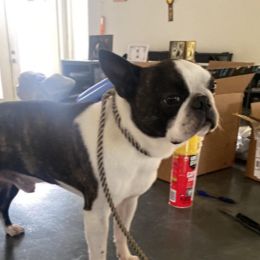 Raphael - Boston Terrier