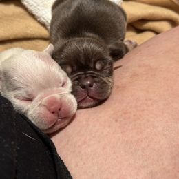 French Bulldog and Labrador Retriever Puppies from Desiree Ortiz's French Bull Dogs and Labrador Retrievers