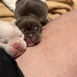 French Bulldog and Labrador Retriever Puppies from Desiree Ortiz's French Bull Dogs and Labrador Retrievers