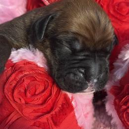 Girl 4 - Fawn female Boxer puppy in Plainwell, Michigan from Hope's Beautiful Boxers