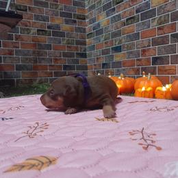 Lucky - Chocolate and tan male Miniature Pinscher puppy in Baton Rouge, Louisiana from Pike's Pups