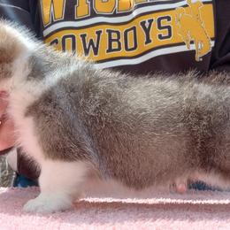 Pembroke Welsh Corgi Puppies from Merrygold Corgis