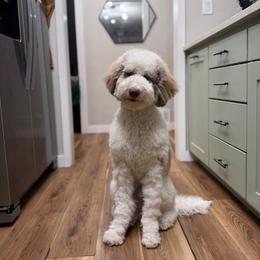 Dash - Merle male Goldendoodle puppy in Garland, Texas from Twilight Doodles