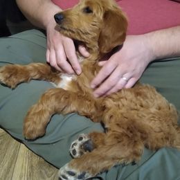 Goldendoodle and Poodle Puppies from Hatten Homestead Doodles