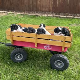 Cockapoo puppies from Cookie Cocker Farms