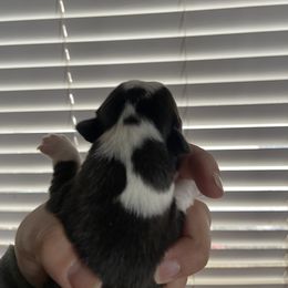 Girl 1 - Pembroke Welsh Corgi puppy in Kendrick, Idaho from Coburn’s Corgis