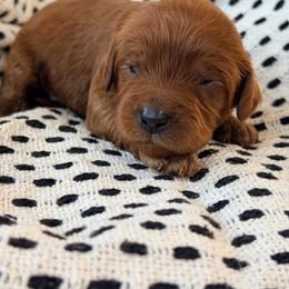 Lennox - Red male Cavapoo puppy in Preston, Idaho from Rocking JH Pup Co