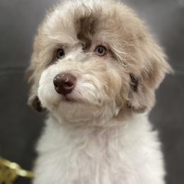 Bernedoodle and Cavapoo Puppies from Dulcito Doodles