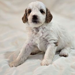 Helly - Red female Bernedoodle puppy in Blanco, Texas from Texas Hill Country Sheepadoodles & Bernedoodles